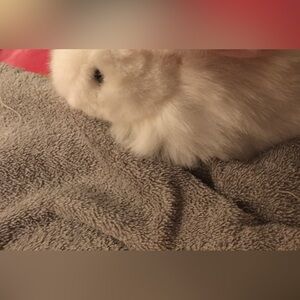 S Beanie, baby rabbit